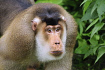Pig-tailed Macaque (Macaca nemestrina) male, Gunung Leuser National Park, northern Sumatra, Indonesia