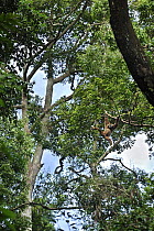 White-handed Gibbon (Hylobates lar) hanging in tree, Gunung Leuser National Park, northern Sumatra, Indonesia