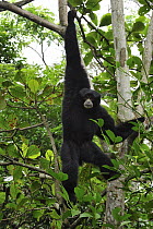 Siamang (Symphalangus syndactylus) hanging in tree, Singapore Zoo, Singapore