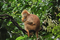 Ebony Leaf Monkey (Trachypithecus auratus), golden color variation, mother with baby, Java, Indonesia