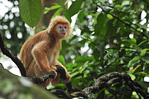 Ebony Leaf Monkey (Trachypithecus auratus) golden color variation on liana, Java, Indonesia