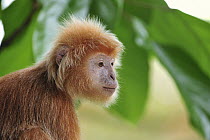 Ebony Leaf Monkey (Trachypithecus auratus) golden color variation, Java, Indonesia