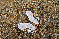 Straight Line Mapwing (Cyrestis nivea) butterfly feeding on minerals in sand, Gunung Leuser National Park, northern Sumatra, Indonesia