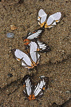 Straight Line Mapwing (Cyrestis nivea) butterfly group feeding on minerals in sand, Gunung Leuser National Park, northern Sumatra, Indonesia