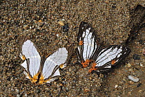 Straight Line Mapwing (Cyrestis nivea) butterfly pair feeding on minerals in sand, Gunung Leuser National Park, northern Sumatra, Indonesia