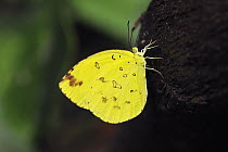 Common Grass Yellow (Eurema hecabe) butterfly, Gunung Leuser National Park, northern Sumatra, Indonesia