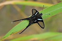 Green Dragontail (Lamproptera meges) butterfly, Gunung Leuser National Park, northern Sumatra, Indonesia
