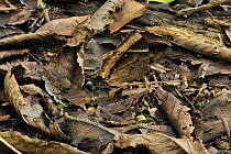 Nymphalid Butterfly (Thaumantis klugius) camouflaged in leaf litter, Gunung Leuser National Park, northern Sumatra, Indonesia