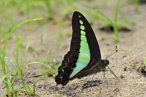 Swallowtail Butterfly (Graphium sarpedon) feeding on minerals in sand, Gunung Leuser National Park, northern Sumatra, Indonesia