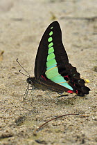 Swallowtail Butterfly (Graphium sarpedon) feeding on minerals in sand, Gunung Leuser National Park, northern Sumatra, Indonesia