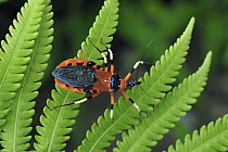 Assassin Bug (Reduviidae) on fern, Gunung Leuser National Park, northern Sumatra, Indonesia