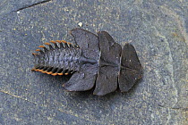 Net-winged Beetle (Duliticola sp), Gunung Leuser National Park, northern Sumatra, Indonesia