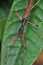 Stick Insect (Diapheromeridae) on leaf, Gunung Leuser National Park, northern Sumatra, Indonesia