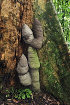Termite (Dicuspiditermes sp) mounds at base of tree, Gunung Leuser National Park, northern Sumatra, Indonesia