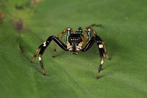 Jumping Spider (Salticidae), Gunung Leuser National Park, northern Sumatra, Indonesia