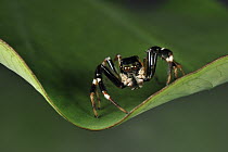 Jumping Spider (Salticidae), Gunung Leuser National Park, northern Sumatra, Indonesia