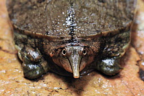 Malayan Softshell Turtle (Dogania subplana), Gunung Leuser National Park, northern Sumatra, Indonesia