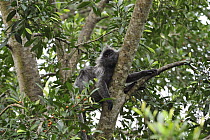Silvered Leaf Monkey (Trachypithecus cristatus) sleeping in tree, Kuala Selangor Nature Park, Malaysia