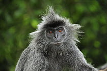 Silvered Leaf Monkey (Trachypithecus cristatus) portrait, Kuala Selangor Nature Park, Malaysia