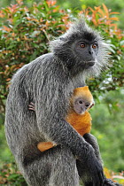 Silvered Leaf Monkey (Trachypithecus cristatus) mother with young, Kuala Selangor Nature Park, Malaysia