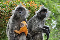 Silvered Leaf Monkey (Trachypithecus cristatus) female and mother with young, Kuala Selangor Nature Park, Malaysia