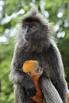 Silvered Leaf Monkey (Trachypithecus cristatus) mother nursing young, Kuala Selangor Nature Park, Malaysia
