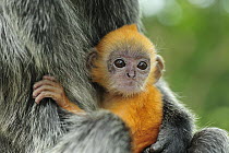 Silvered Leaf Monkey (Trachypithecus cristatus) young, Kuala Selangor Nature Park, Malaysia