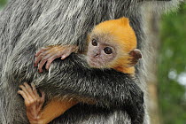Silvered Leaf Monkey (Trachypithecus cristatus) mother holding young, Kuala Selangor Nature Park, Malaysia