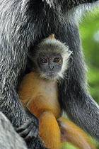 Silvered Leaf Monkey (Trachypithecus cristatus) young, Kuala Selangor Nature Park, Malaysia
