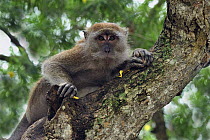 Long-tailed Macaque (Macaca fascicularis), Kuala Selangor Nature Park, Malaysia