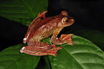 Harlequin Flying Tree Frog (Rhacophorus pardalis), Forest Research Institute Malaysia, Malaysia