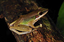True Frog (Hylarana labialis), Forest Research Institute Malaysia, Malaysia
