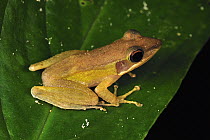 True Frog (Hylarana labialis), Forest Research Institute Malaysia, Malaysia