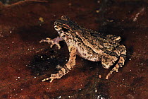 Lesser Toad (Bufo parvus), Forest Research Institute Malaysia, Malaysia