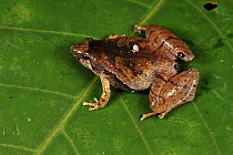 Manthey's Narrow-mouthed Frog (Microhyla mantheyi), Forest Research Institute Malaysia, Malaysia