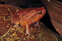 Black-spotted Narrow-mouthed Frog (Kalophrynus pleurostigma), Forest Research Institute Malaysia, Malaysia