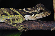Bornean Crested Lizard (Gonocephalus grandis) young, Forest Research Institute Malaysia, Malaysia