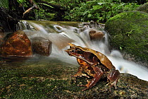 Asian Horned Frog (Megophrys nasuta) beside a creek, Cameron Highlands, Malaysia