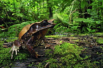 Asian Horned Frog (Megophrys nasuta) on log, Cameron Highlands, Malaysia