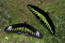 Rajah Brooke's Birdwing (Trogonoptera brookiana) butterfly male and female, Cameron Highlands, Malaysia