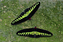 Rajah Brooke's Birdwing (Trogonoptera brookiana) butterfly males, Cameron Highlands, Malaysia
