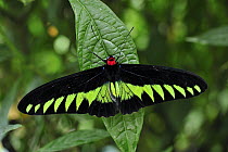 Rajah Brooke's Birdwing (Trogonoptera brookiana) butterfly male, Cameron Highlands, Malaysia