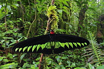 Rajah Brooke's Birdwing (Trogonoptera brookiana) butterfly male in rainforest, Cameron Highlands, Malaysia
