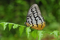 Pallid Faun (Melanocyma faunula) butterfly, Cameron Highlands, Malaysia