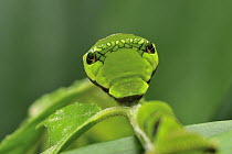 Swallowtail (Papilionidae) caterpillar showing false eyespots, Cameron Highlands, Malaysia