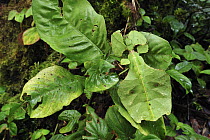 Walking Leaf (Phylliidae) mimicking leaf in cloud forest, Cameron Highlands, Malaysia