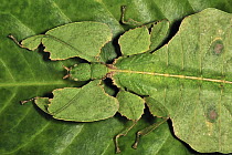 Walking Leaf (Phylliidae) mimicking leaf, Cameron Highlands, Malaysia