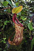 Pitcher Plant (Nepenthes sp), Cameron Highlands, Malaysia