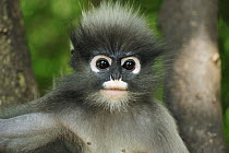 Dusky Leaf Monkey (Trachypithecus obscurus) young, Khao Sam Roi Yot National Park, Thailand