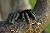 Dusky Leaf Monkey (Trachypithecus obscurus) feet, Khao Sam Roi Yot National Park, Thailand